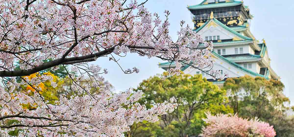 Sakura Cherry Blossom Business Event Japan