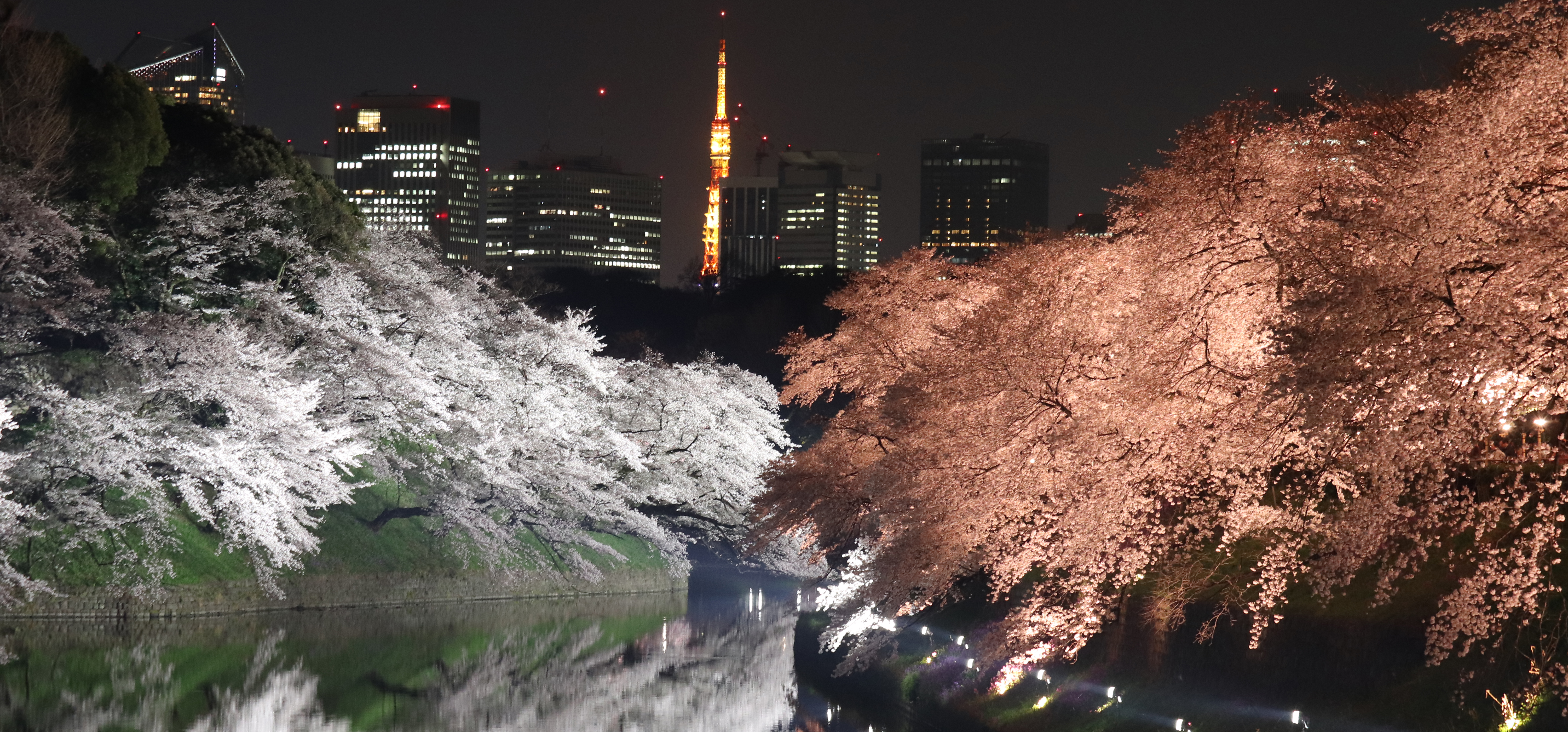 Cherry Blossom Festival in Tokyo: The Chiyoda City Sakura Matsuri 2019