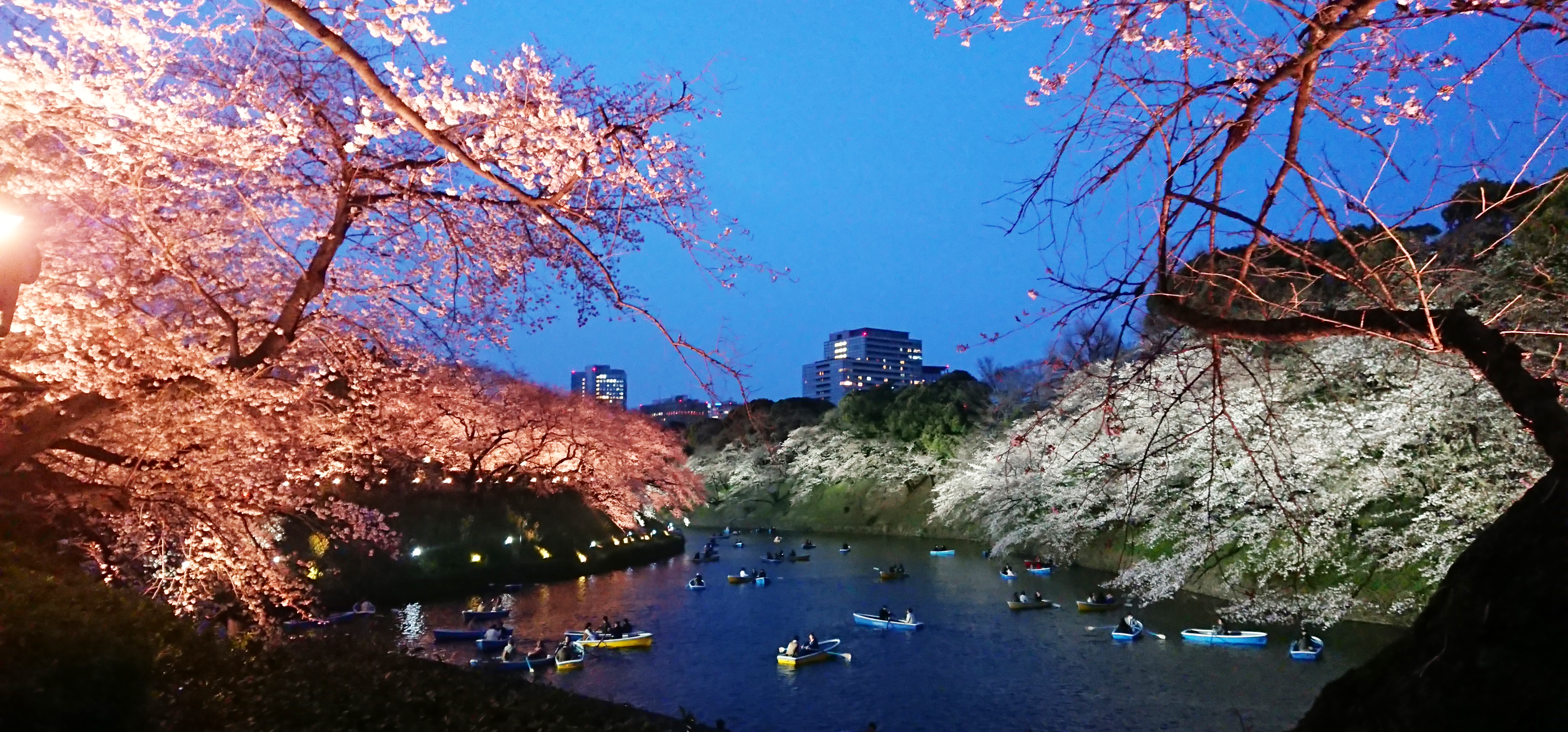 Cherry Blossom Festival in Tokyo: The Chiyoda City Sakura Matsuri 2019