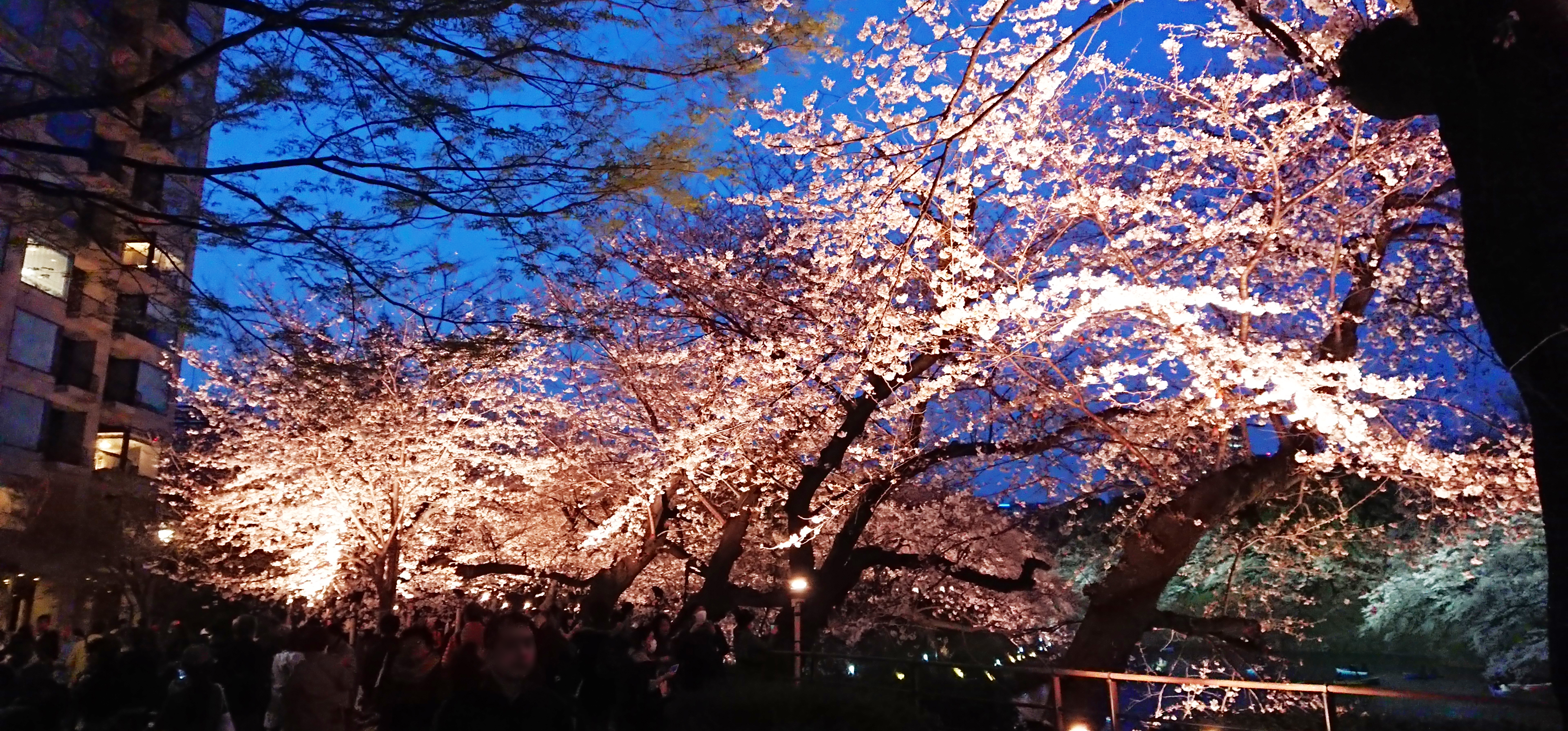 Cherry Blossom Festival in Tokyo: The Chiyoda City Sakura Matsuri 2019