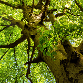 Sustainable Business in Japan: Environmental Sustainability Background image