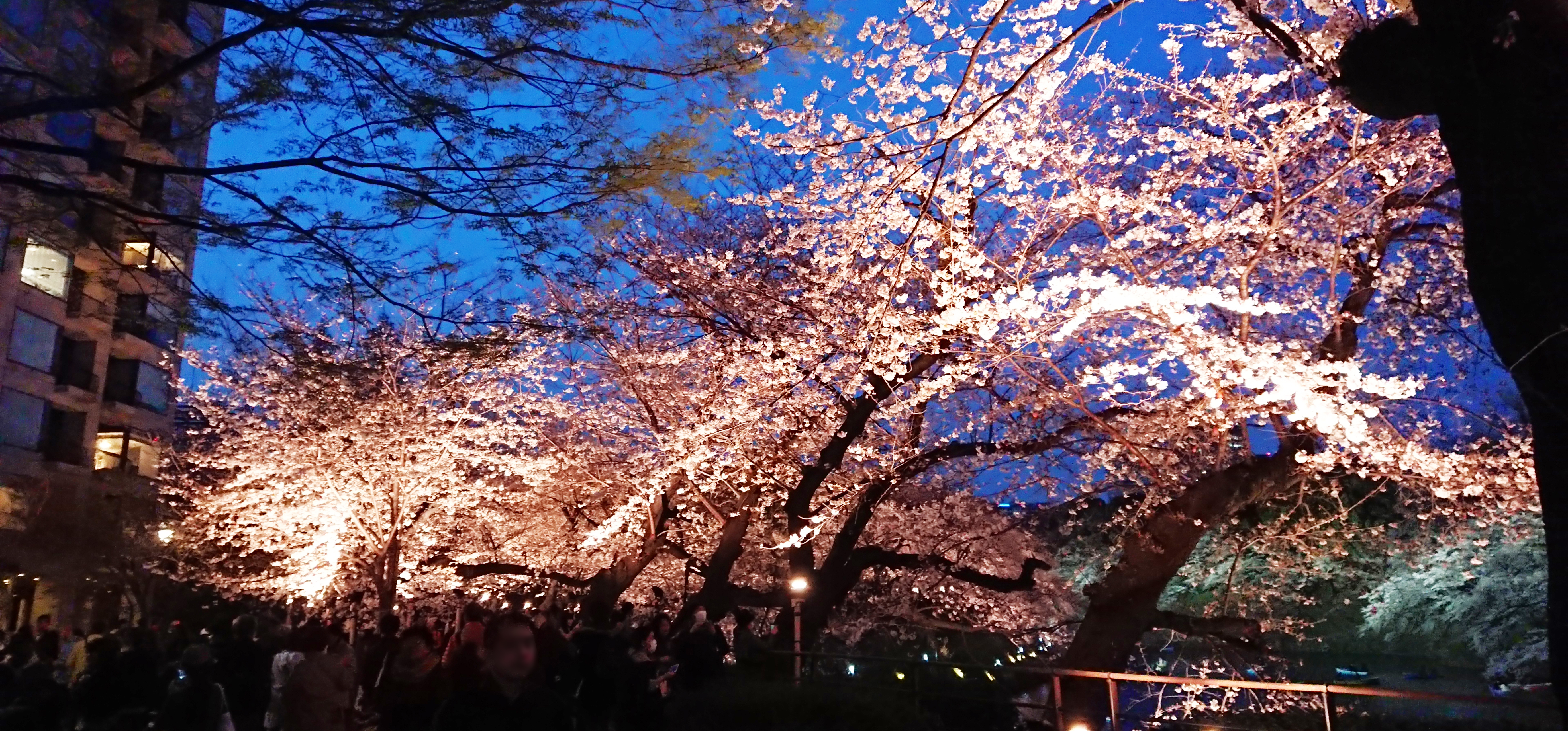 Cherry Blossom Festival in Tokyo: The Chiyoda City Sakura Matsuri 2019