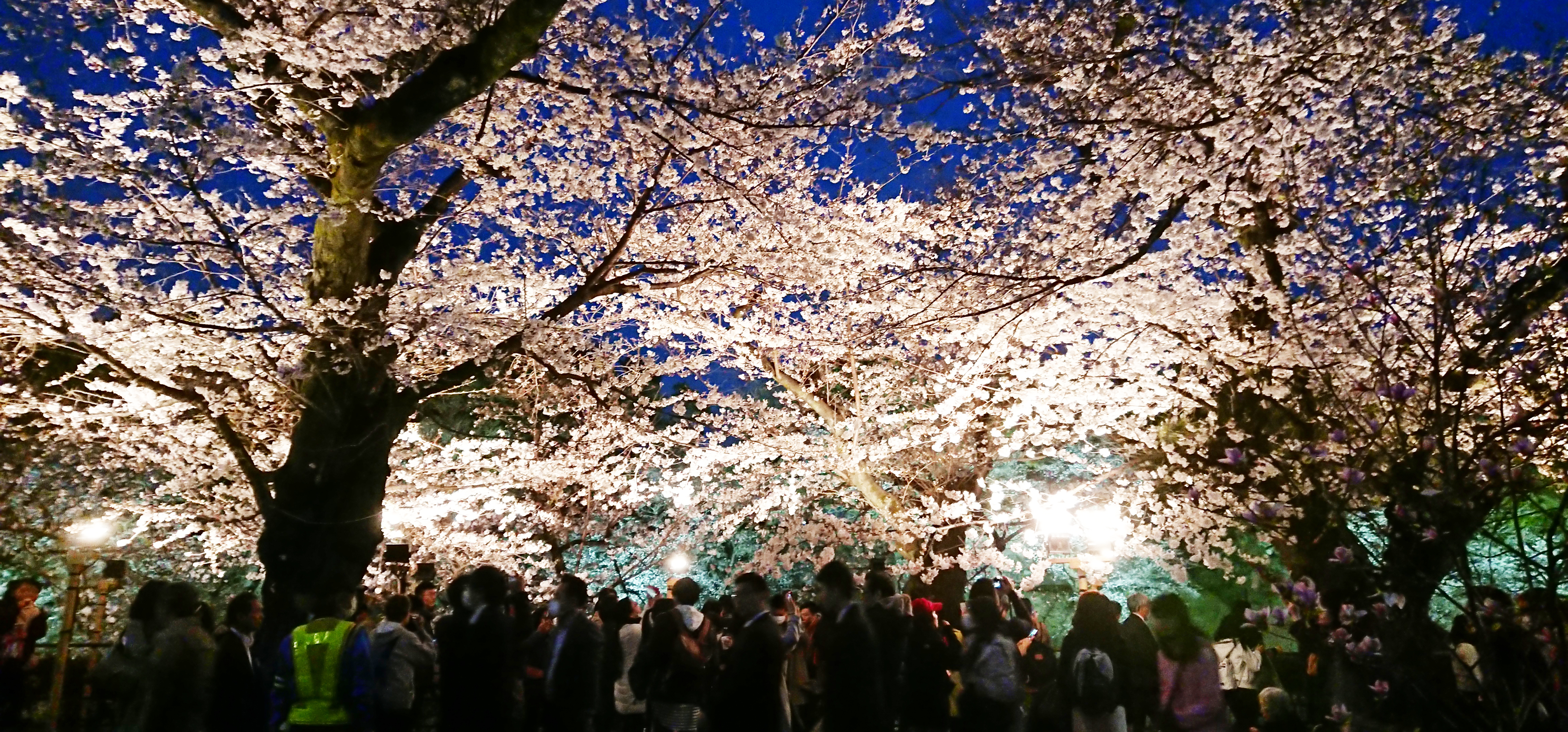 Cherry Blossom Festival in Tokyo: The Chiyoda City Sakura Matsuri 2019