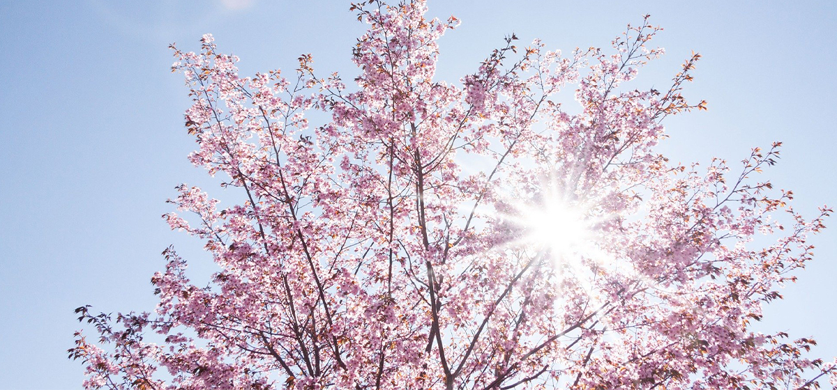 Sakura Cherry Blossom Business Event Japan