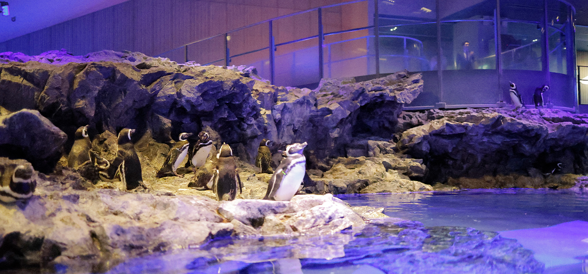 Award Ceremony at Sumida Aquarium, Supported by JCD