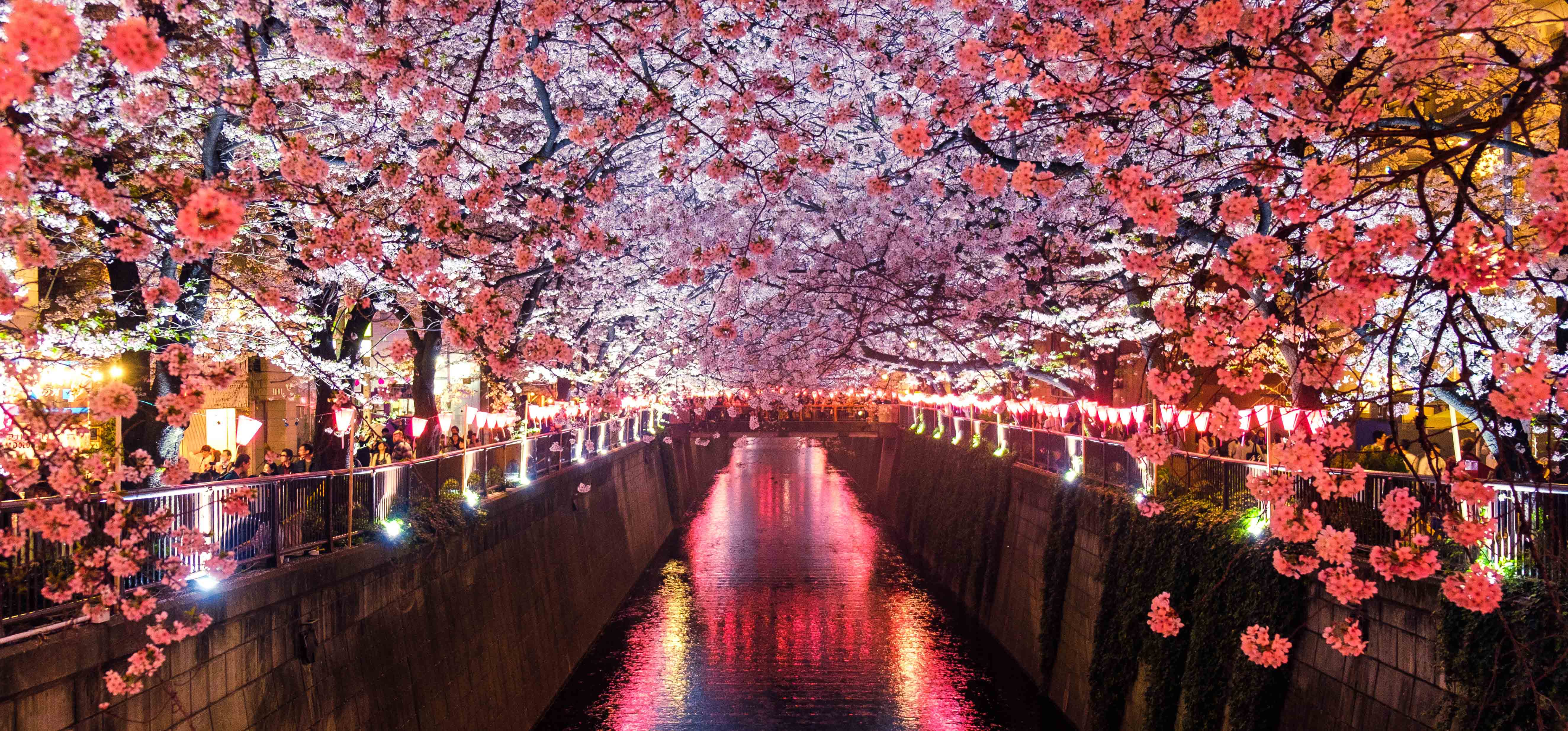 sakura festival meguro japan
